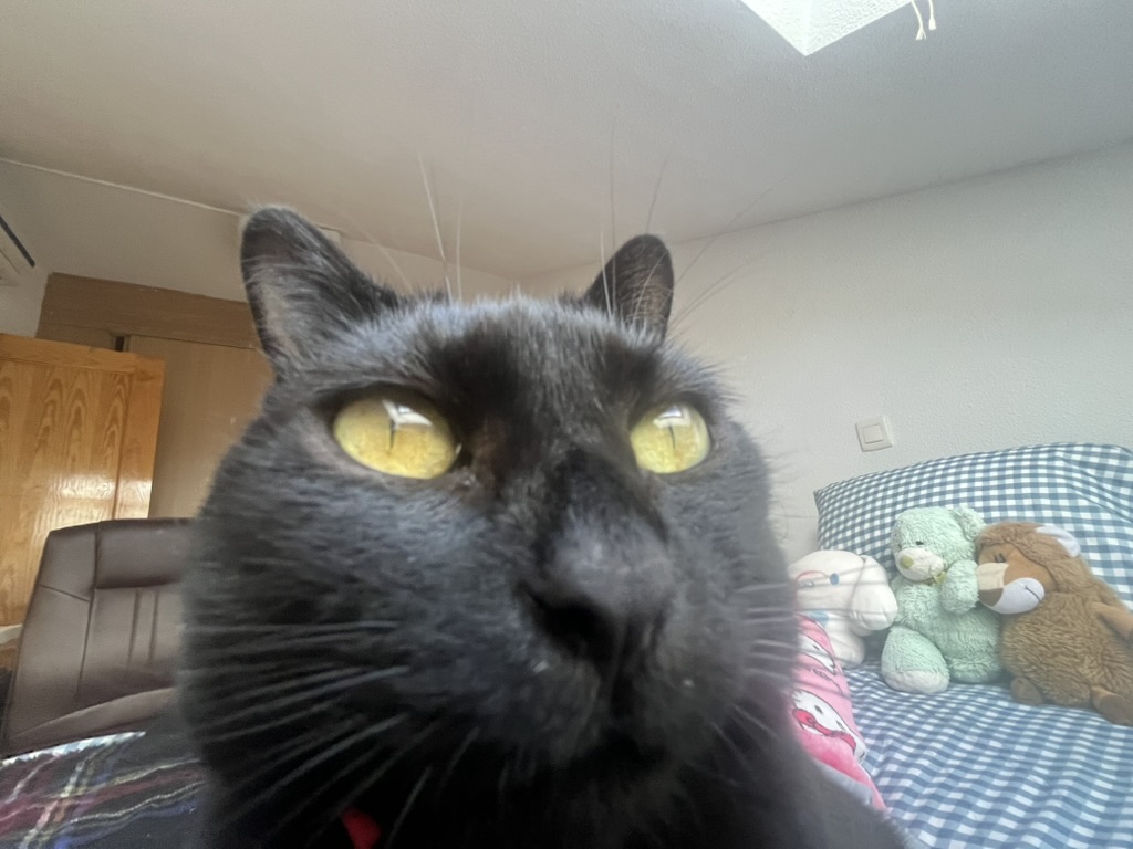Luna, la gata de Andrea